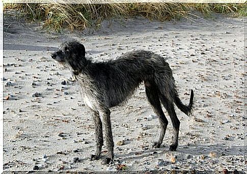 Scottish Greyhound