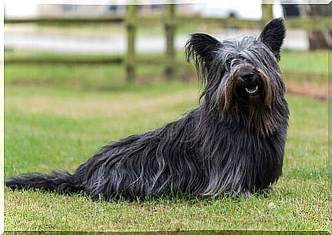 Skye terrier