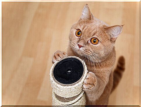 Cat and scratching post