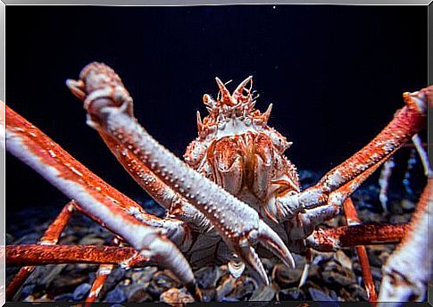 Japanese giant crab