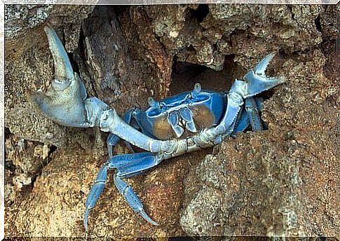 The blue crab