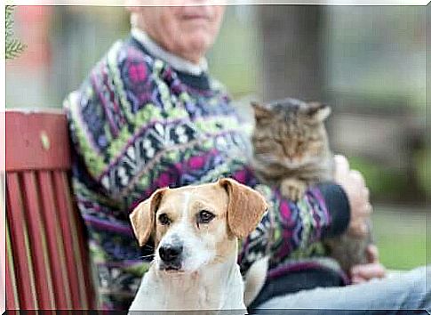 The relationship between the elderly and cats and dogs.  Senior with a cat in his arms and dog near.