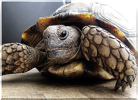 Shelly, the turtle who found refuge in a retirement home