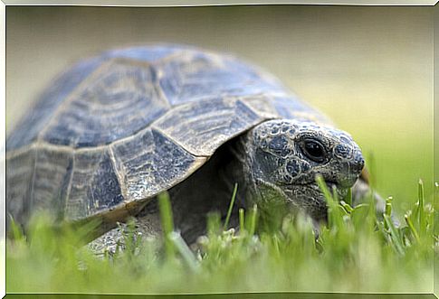 turtle on the lawn