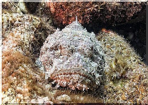 Stonefish, the almost invisible inhabitant of the cliffs