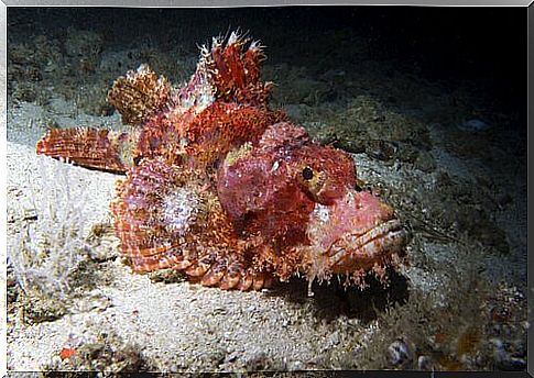 Stone fish on a boulder 