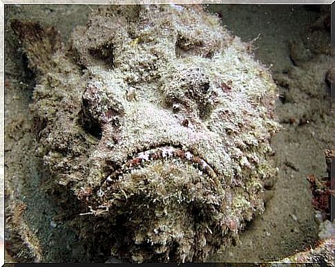 Camouflaged stonefish 