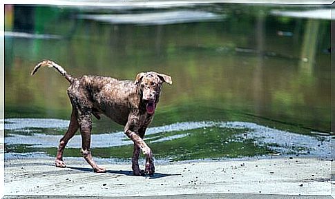 A little dog cools off in a river