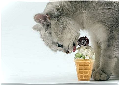 Summer recipes for healthy and happy cats