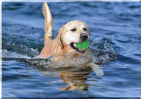 Teach your dog to play ball without anxiety