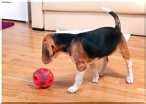 a beagle puppy plays at home with a red ball