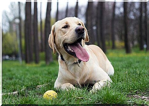 a labrador rests on the grass with a ball beside it