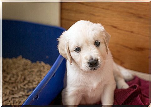 puppy and litter box