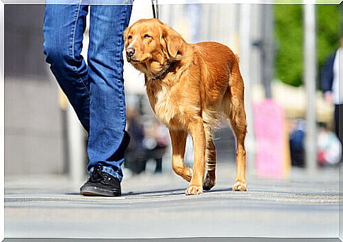 owner and dog on a leash