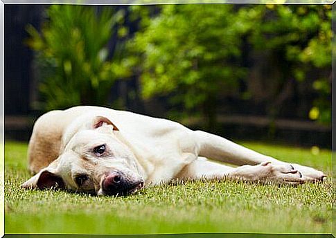 Dog lying on the lawn 