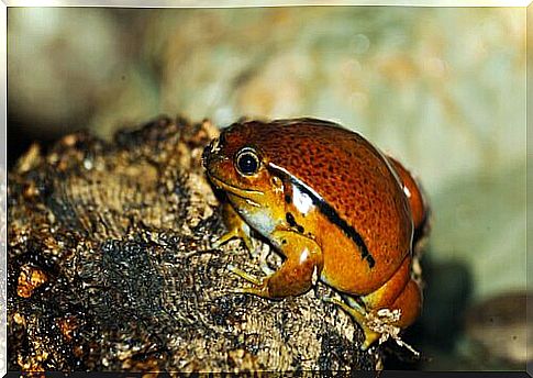 The 5 smallest frogs in the world