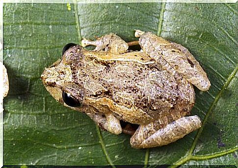 Frog resting on a green leaf