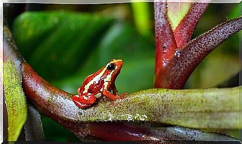 Epipedobates tricolor