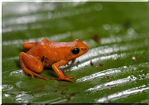 Mantella milotympanum among the smallest frogs in the world