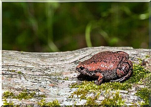 Narrow-mouthed frog