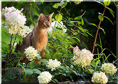 The Abyssinian, the cat with a curious look