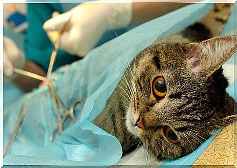 sterilizzazione-animali3