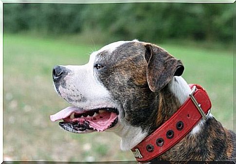 The American bulldog, characteristics and curiosities