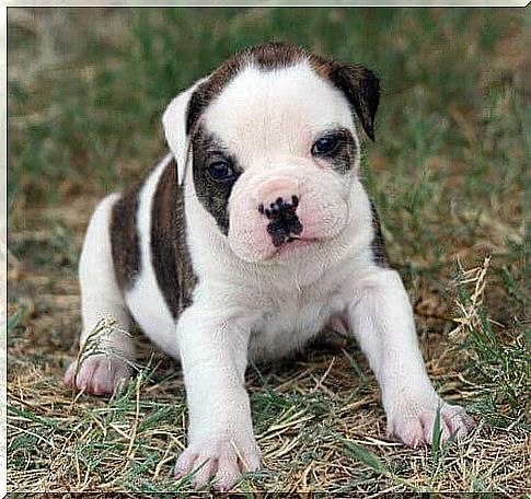 cucciolo di bulldog americano