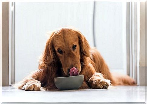 a long-haired dog eats gruel from the bowl with his tongue