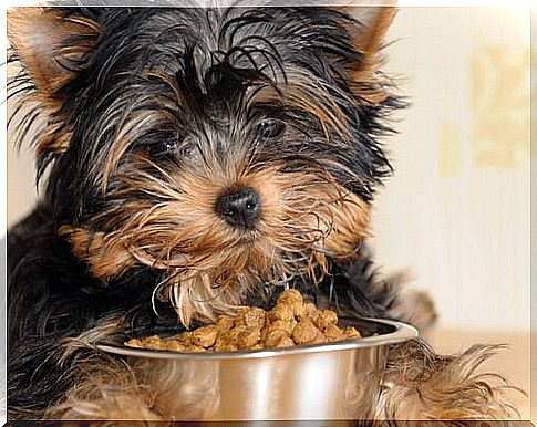 a small Yorkshire with bowl with treats 