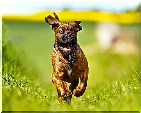 The boxer: discover the myths to dispel about this breed