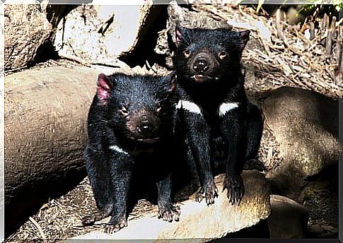 Cartoon animals: the Tasmanian devil