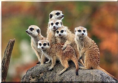 A group of meerkats