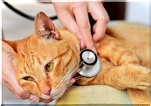 A vet examines a cat