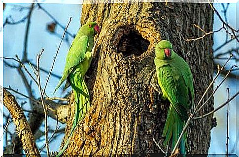 The collared parakeet: all about one of the best known budgies