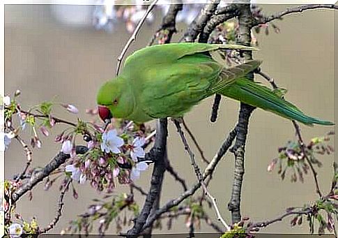 Characteristics of the parakeet