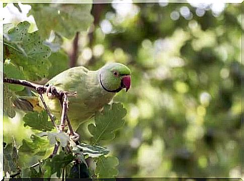 Psittacula krameri perched on an oak