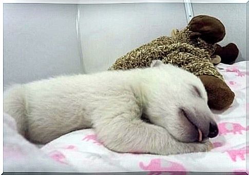 The cutest polar bear on social networks