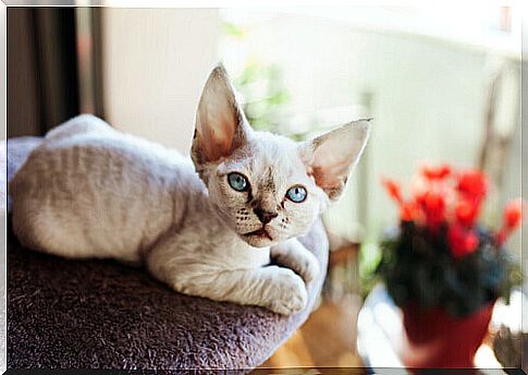 The Devon rex, a cat that always needs company