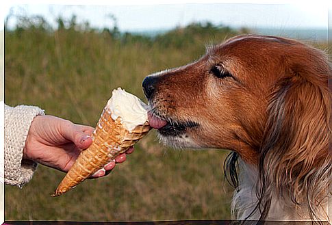 The different types of homemade ice cream for dogs