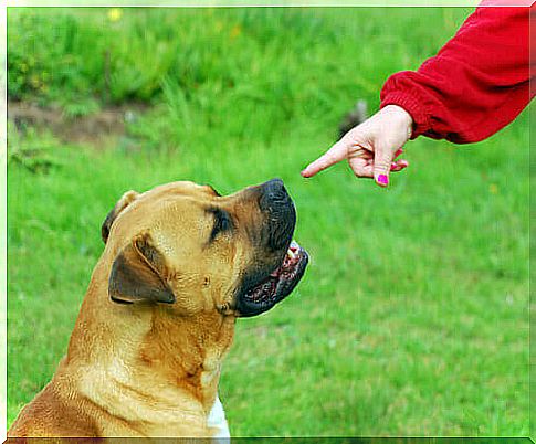 deaf-dog