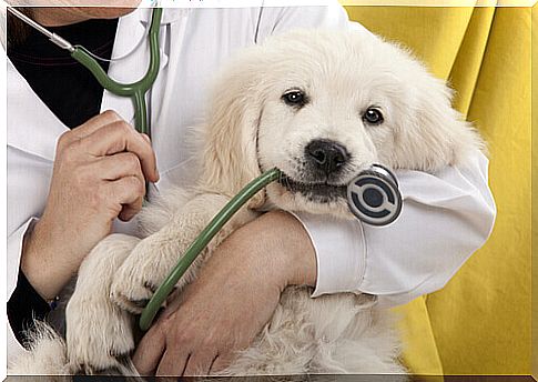 veterinarian-dog