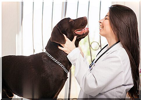 veterinarian-dog 2