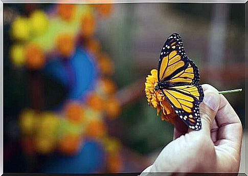 Monarch butterfly in hand 