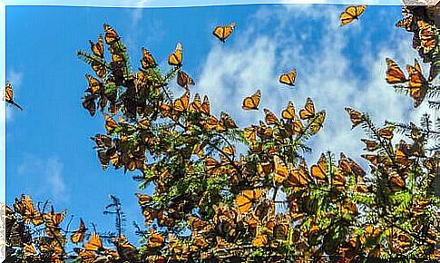 Monarch butterfly migration