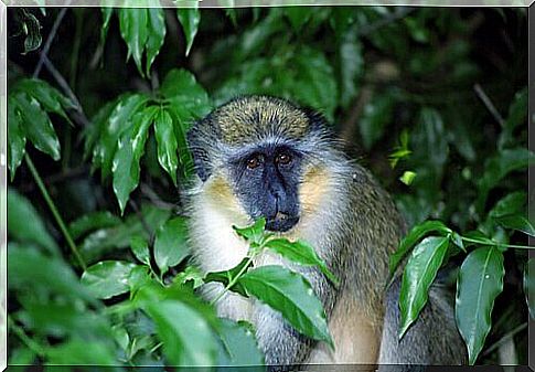 The incredible way of communicating of the green monkey