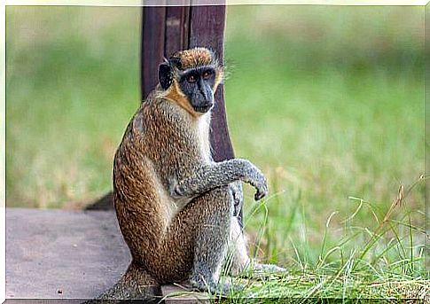 sitting green vervet