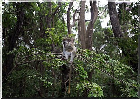 green vervet sitting on tree 