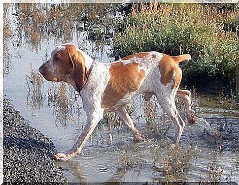 bracco italiano attraversa ruscello camminando