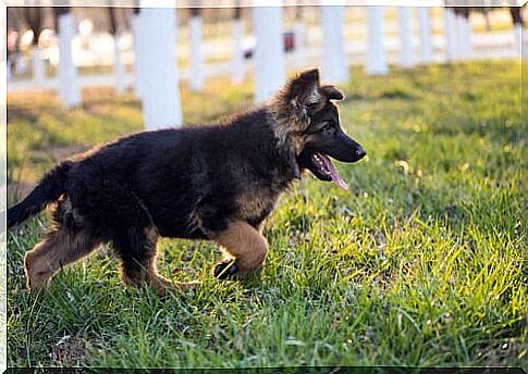 Police dog puppy